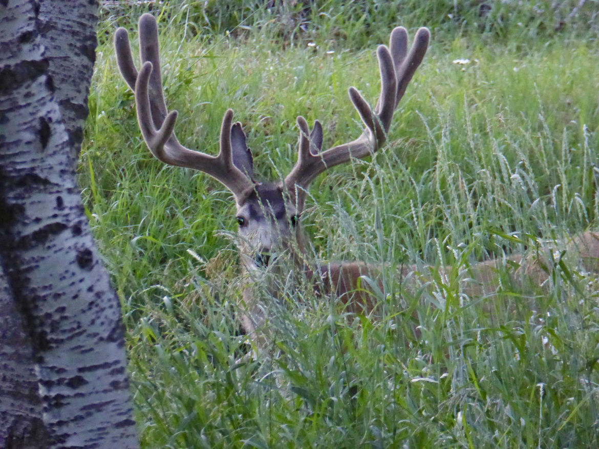 mule deer.jpeg